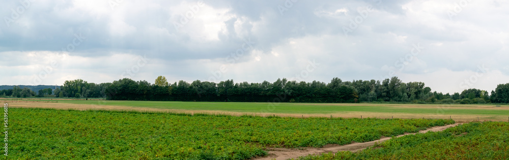 Obraz premium Dutch meadow Polder landscape with a windmill behind trees