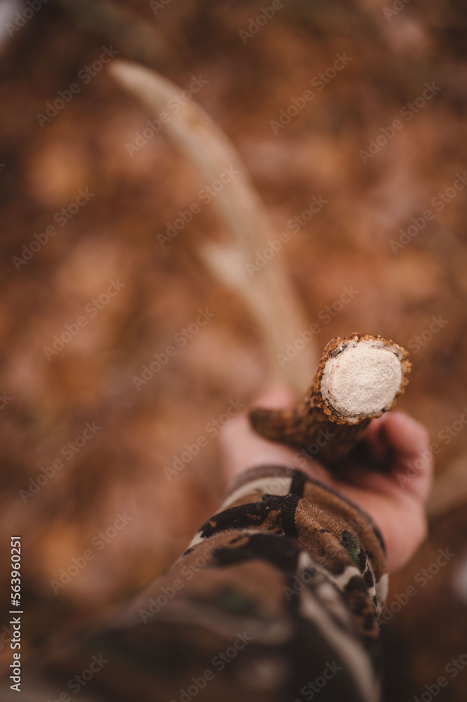 Holding Fresh Shed antler