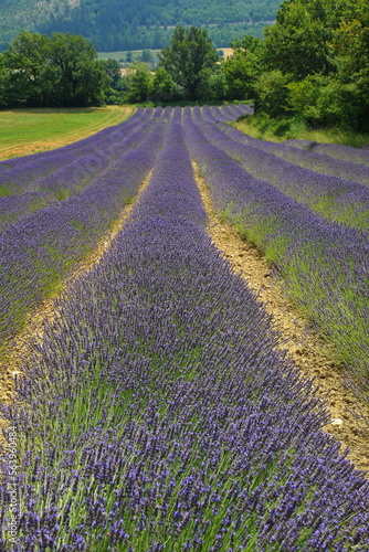 Lavendelfeld auf dem Plateau de Sault,Provence