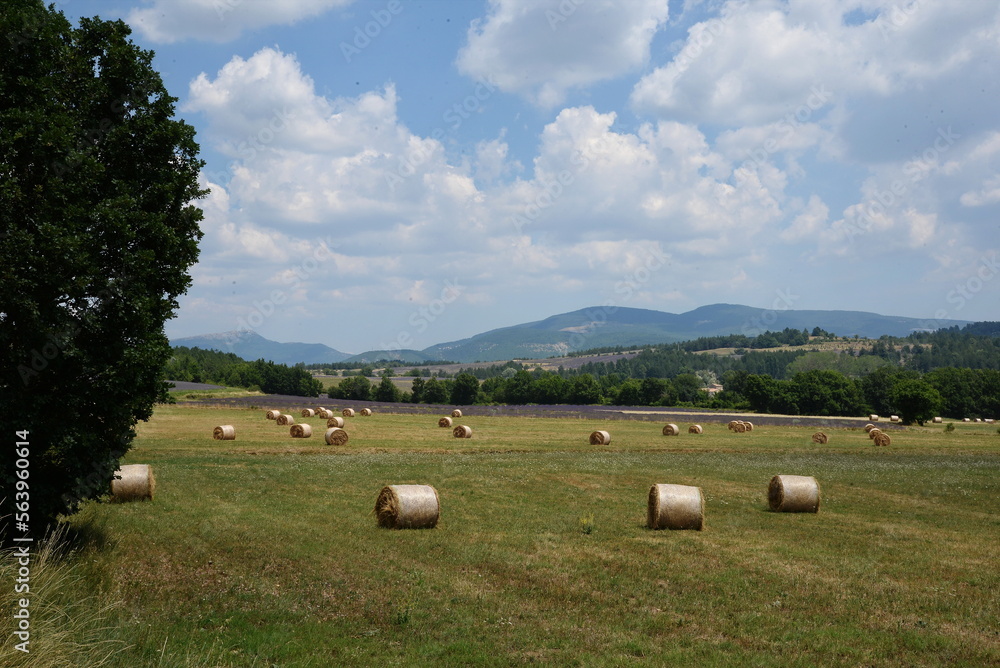 Rundballen auf dem Plateau de Sault, Provence Rundballen auf dem Plateau de Sault, Provence
