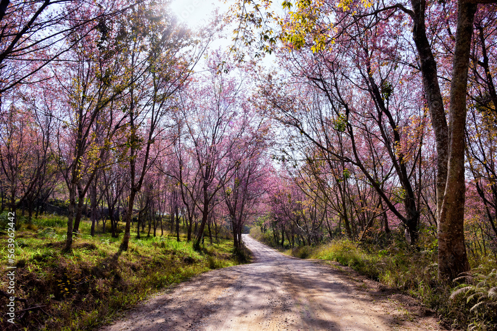 Beautiful pink sakura Flower at phu lom lo Loei, Thailand., Wild Himalayan Cherry., Prunus cerasoides. soft selected focus Beautiful pink sakura Flower at phu lom lo Loei, Thailand., Wild Himalayan Cherry., Prunus cerasoides. soft selected focus