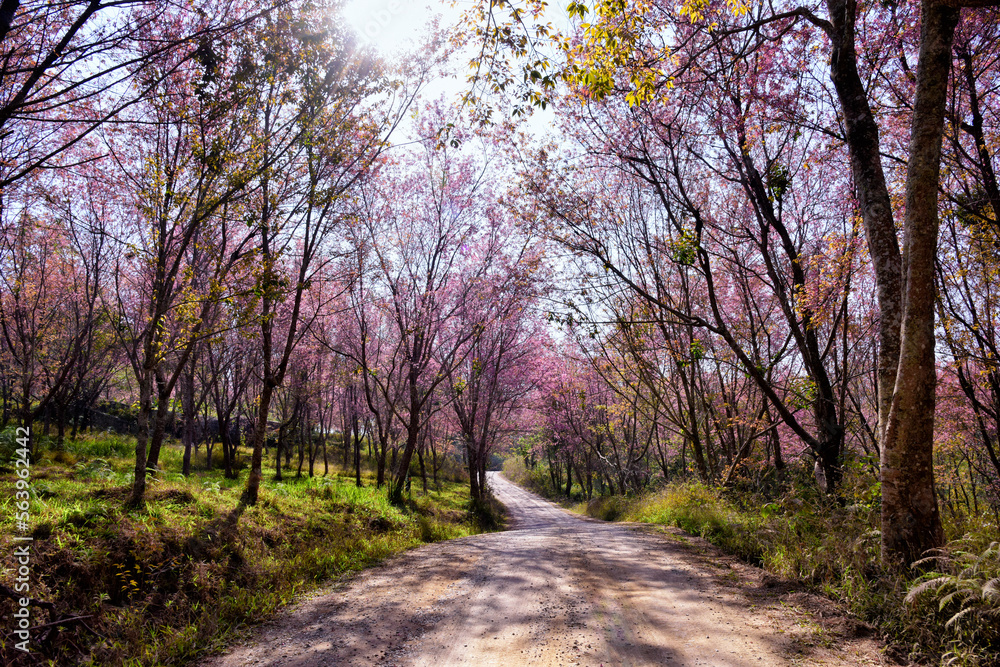 Beautiful pink sakura Flower at phu lom lo Loei, Thailand., Wild Himalayan Cherry., Prunus cerasoides. soft selected focus