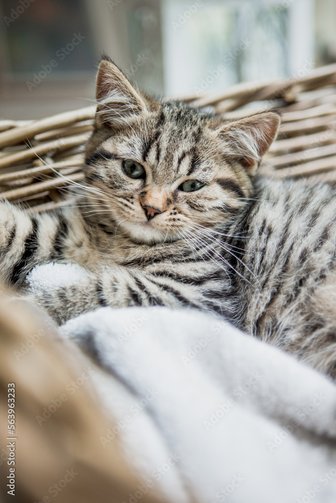 Katze im Körbchen , Hauskatze, Wohnzimmer Katze im Körbchen , Hauskatze, Wohnzimmer
