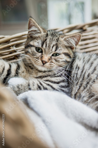 Katze im Körbchen , Hauskatze, Wohnzimmer © Jana Weichelt