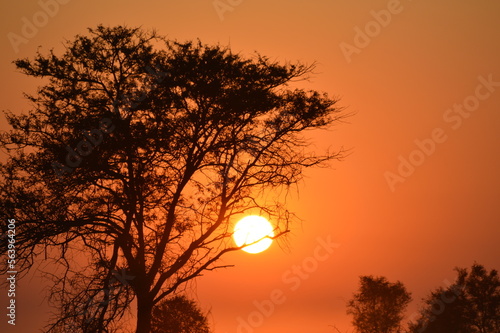 sunset with tree