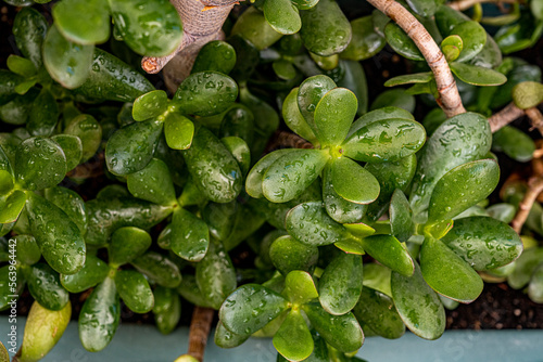 Number of jade plant leaves filled with water drops