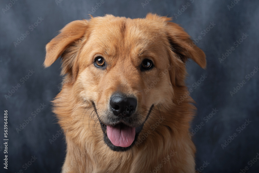 Furry friend headshot. Golden retriever crossbreed. Furry friend headshot. Golden retriever crossbreed.
