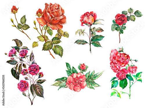 Floral illustration with set of flowers rose with leaves.