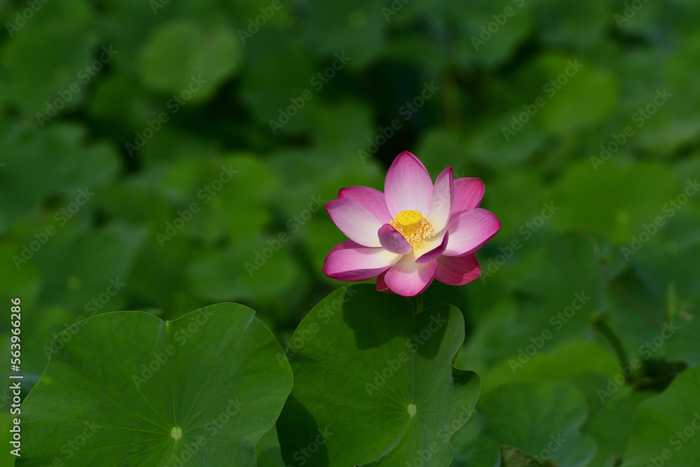 Lotus flower blooming in summer pond with green leaves as background. Lotus flower blooming in summer pond with green leaves as background.