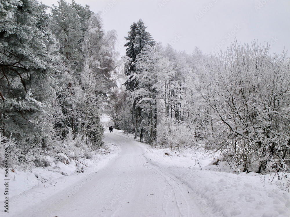 Winter landscape with snow on the trees and on the ground and a plowed road in the forest. Winter landscape with snow on the trees and on the ground and a plowed road in the forest.