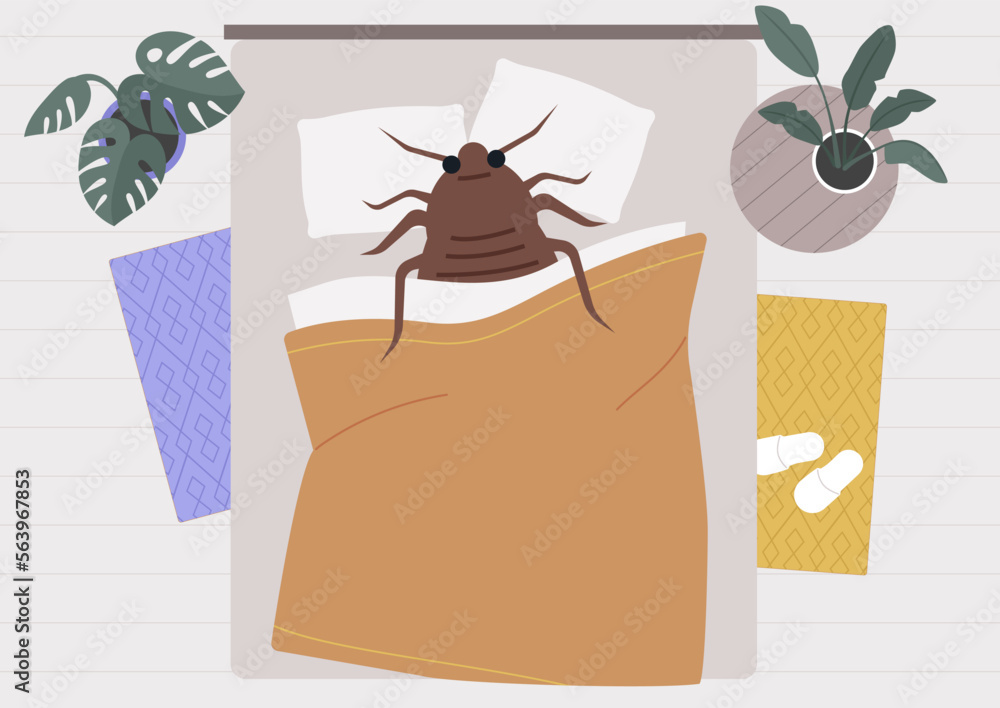 Bed bugs problem, a huge insect sleeping in bed, an infestation