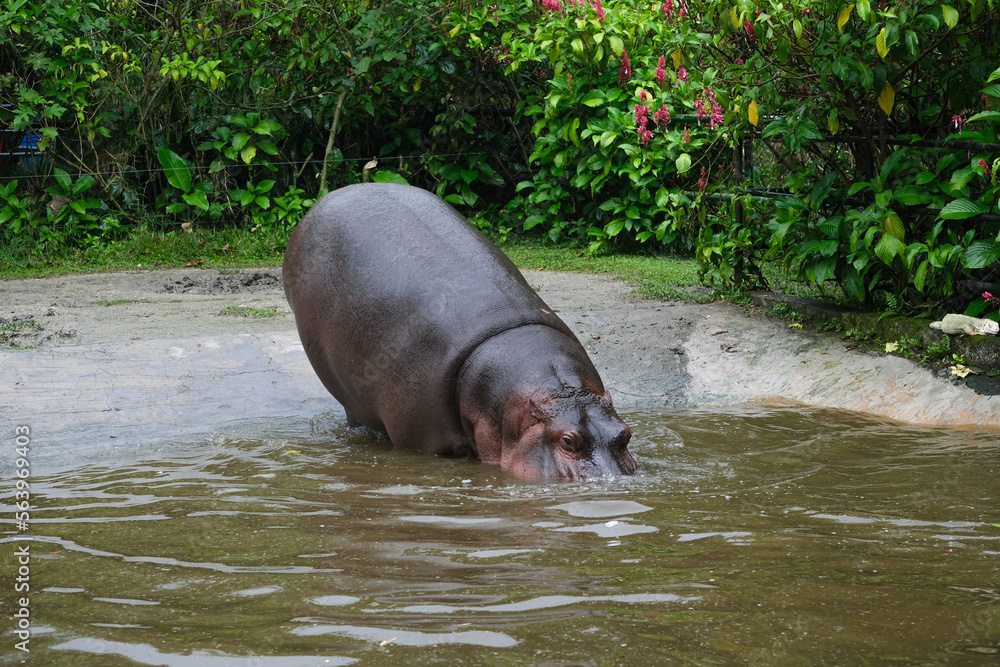 Fototapeta premium Hippopotamus amphibius at the zoo going to water. Sad and unhappy animals at the zoo. Selective focus.