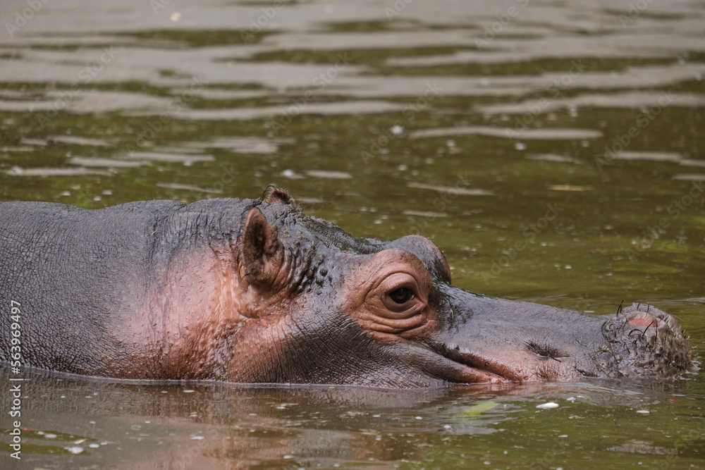 Close up brown hippopotamus eyes and skin in river lake water. Selective focus.