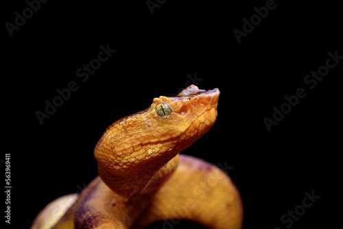 Craspedocephalus puniceus is a venomous pit viper species endemic to Southeast Asia.  photo