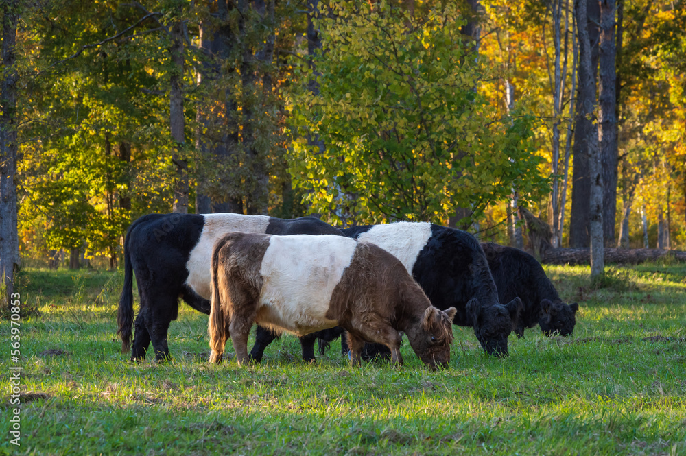 Herd of black and red belted Galloway cows grazing in forest of Gauja National park on warm autumn evening
Herd of black and red belted Galloway cows grazing in forest of Gauja National park on warm autumn evening
