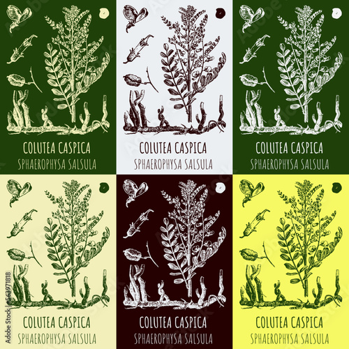 Set of vector drawings COLUTEA CASPICA  in different colors. Hand drawn illustration. Latin name SPHAEROPHYSA SALSULA.
 photo