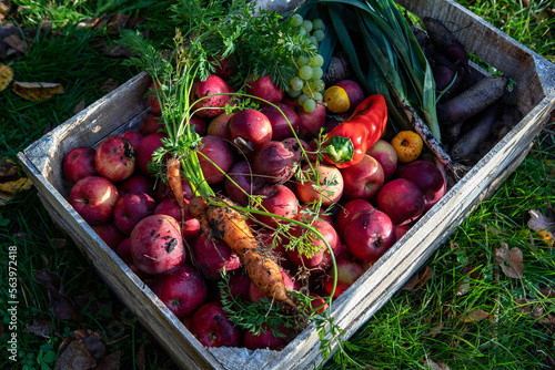 warzywa i owoce ze zbiorów z własnego ogrodu, w skrzynce © Michał.S-FOTO