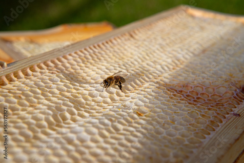 Pszczoła miodne na ramce ula, szuka miodu