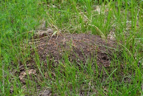 anthill isolated among green grass, close-up