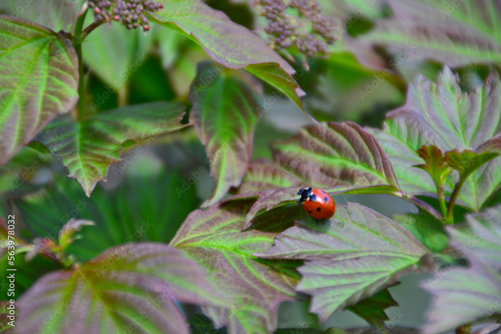 small ladybug with black dots crawling on raspberry leaves isolated, macro small ladybug with black dots crawling on raspberry leaves isolated, macro