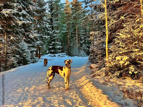 forest in winter at sunset, evening illumination of winter forest, spotted dog great dane in the forest