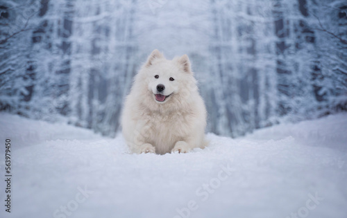 Samoyed female. Winter portrait. A dog lying in a snowy landscape.