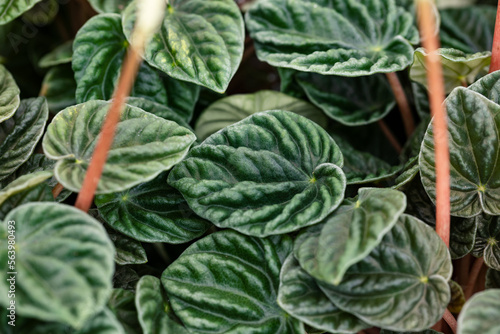 Peperomia caperata “Lilian”. Peperomia, or pepper plant, is a plant from the pepper family. It is a popular houseplant worldwide. photo