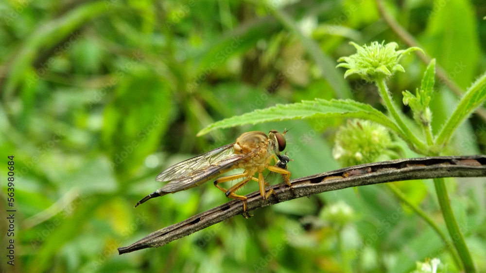 a yellow robert fly that eats small insects a yellow robert fly that eats small insects