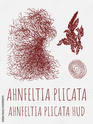 Vector drawings of AHNFELTIA. Hand drawn illustration. Latin name AHNFELTIA PLICATA HUD.
