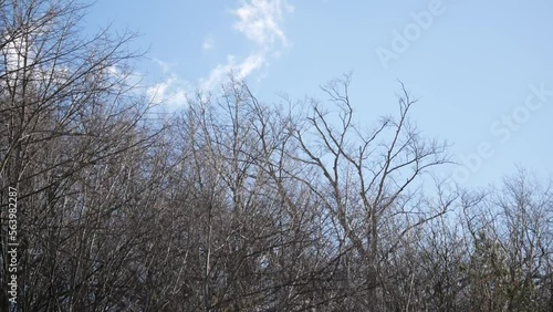 Strong heavy wind bending the branches of the trees.