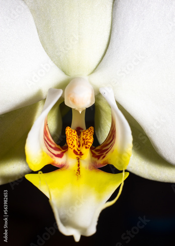 Blooming white orchid isolated flower phalaenopsis, phalaenopsis or falah   dark black background Close up macro backlight sun yellow photo