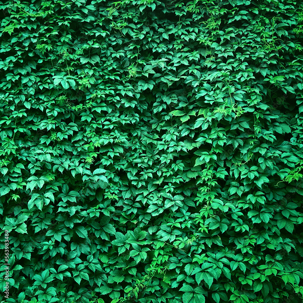 green plant background, fresh green ivy leaves for nature wallpaper