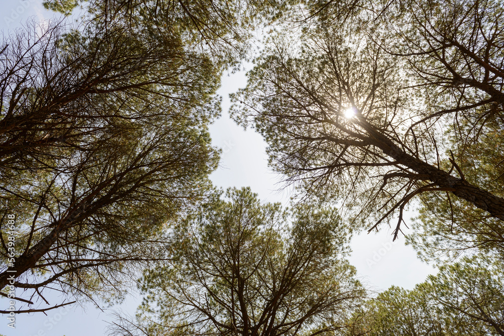 Fototapeta premium Tree tops with blue sky background.