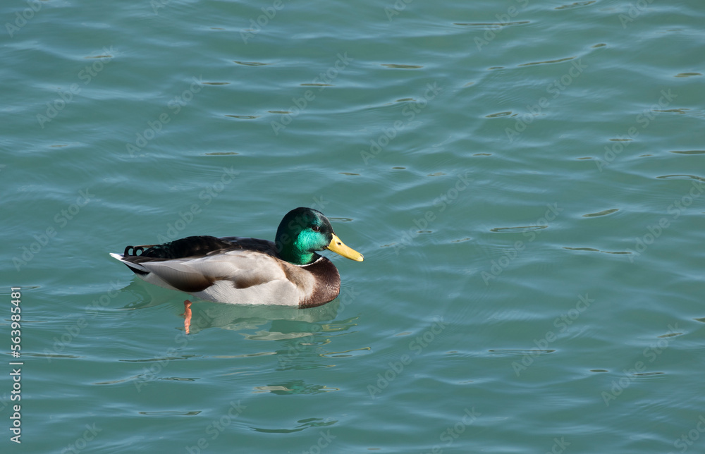 Obraz premium A male mallard (or wild duck) (Anas platyrhynchos) is a dabbling duck that breeds throughout the temperate and subtropical Americas, Eurasia.