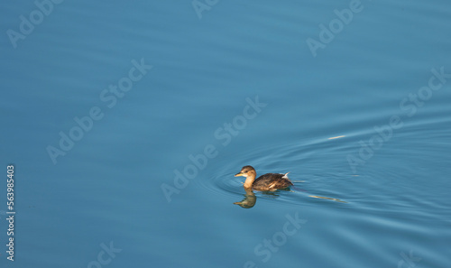 A little grebe eating a fish at river. The little grebe (Tachybaptus ruficollis), also known as dabchick, is a member of the grebe family of water birds