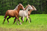 young Spanish horses run, different horses of different colors run together, 