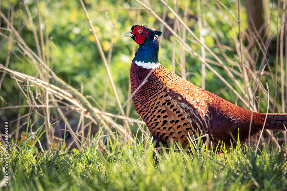 Fototapeta premium Fasan im Grünen