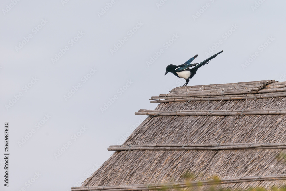 Oiseaux Oiseaux