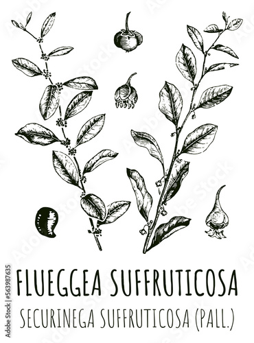 Drawings of FLUEGGEA SUFFRUTICOSA. Hand drawn illustration. Latin name SECURINEGA SUFFRUTICOSA . photo