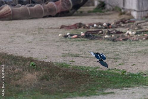 Oiseaux
