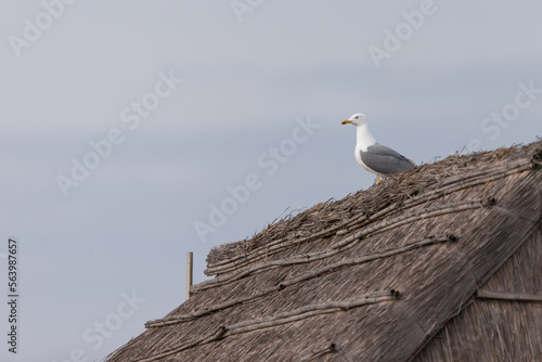 Oiseaux