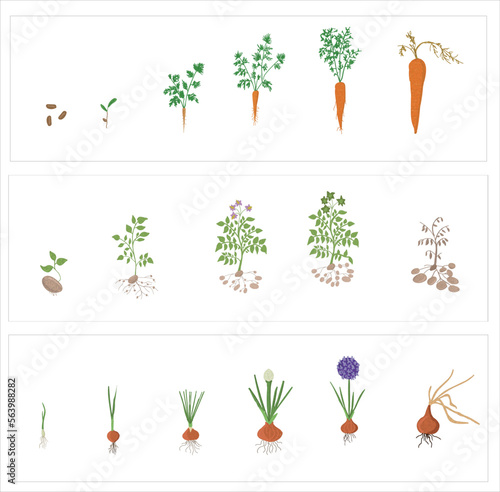 Growth stages of potato,carrot and onion plant. Potato, Carrot and onion  vector illustration