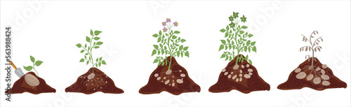 Growth stages of Potato plant. Potato growing stages vector illustration