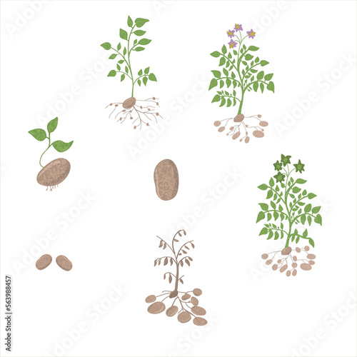 Growth stages of Potato plant. Potato growing stages vector illustration
