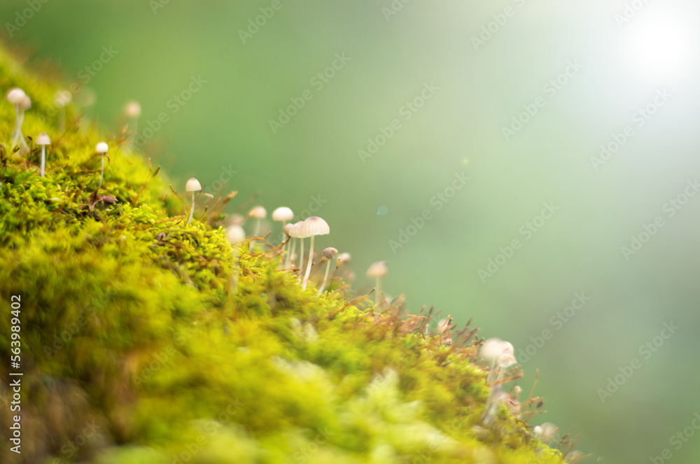 Small mushrooms on the moss at summer Small mushrooms on the moss at summer