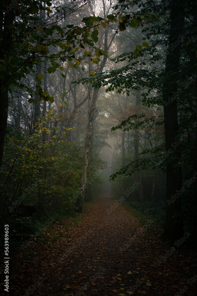 Fototapeta premium Waldweg im Nebel