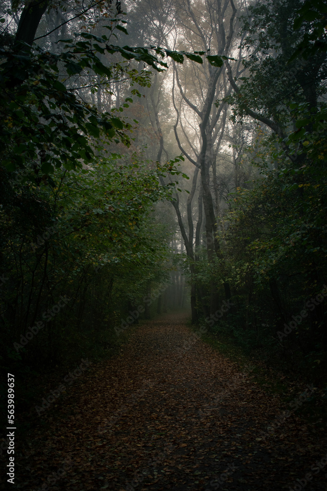 Obraz premium Waldweg im Nebel