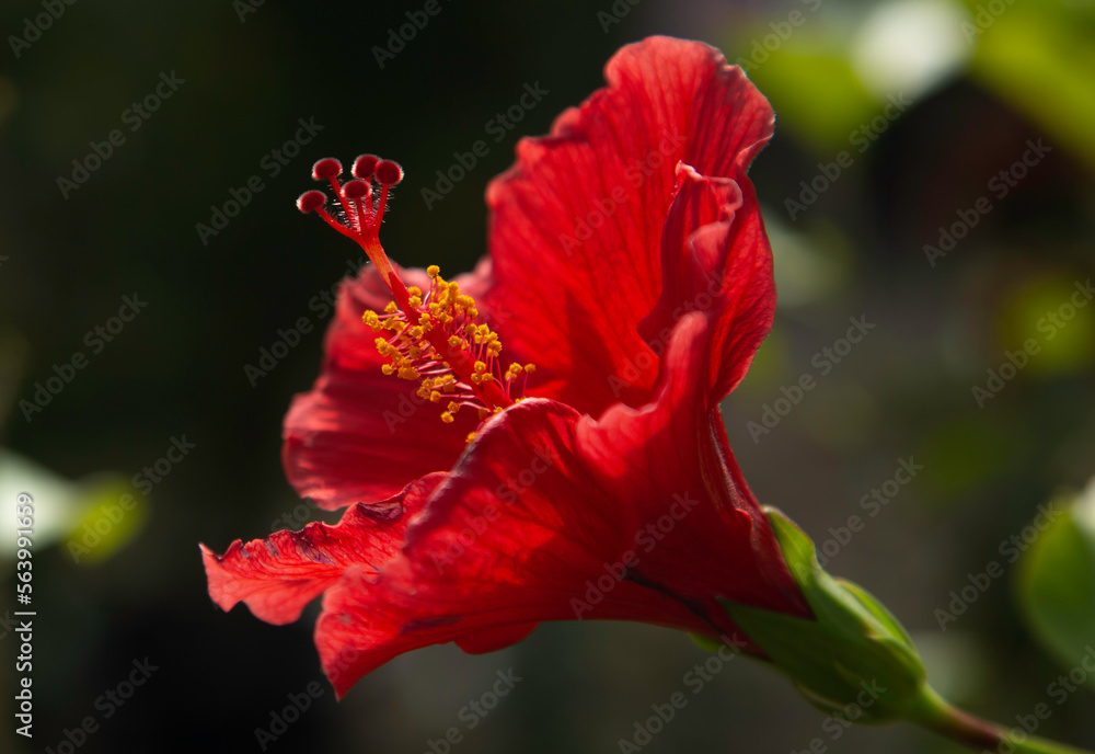 Fototapeta premium Red Hibiscus Flower Closeup