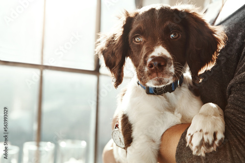 Photography Closeup dog face, arms and woman in home with love, care and bonding with animal for friendship by window