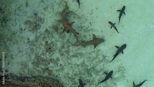 Feeding reef sharks from a high rocky shore. Sharks swim in clear, shallow water near the shore. Top view of sharks swimming in clear water. . The concept of human communication with wildlife